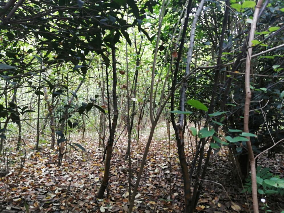 �Ϸ���**�@�ֹ������޹�˾λ�ںϷ�**�_(k��i)�l(f��)�^(q��)**��^(q��)**��248.265�������ϵ���ľ�Ј�(ch��ng)�r(ji��)���u(p��ng)��